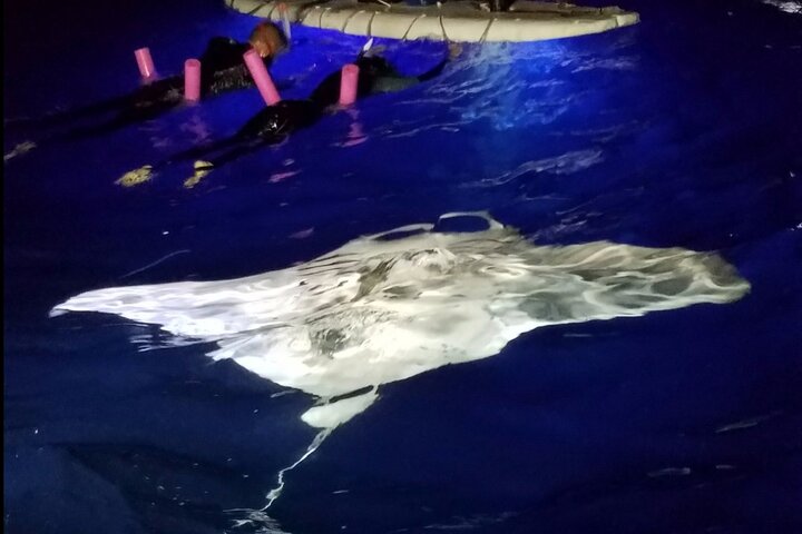 KONA Manta Ray Night Snorkel - GRATIS omkörning om inga iakttagelser