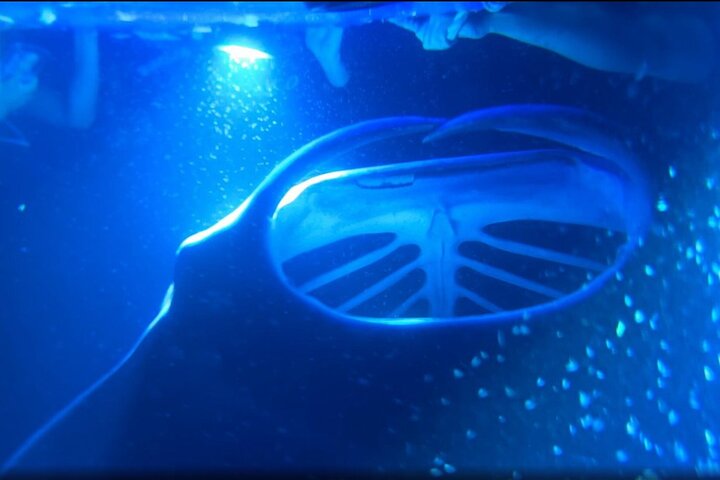 KONA Manta Ray Night Snorkel - GRATIS omkörning om inga iakttagelser