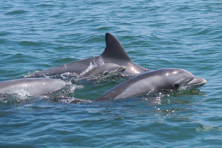 1 hora de festa privada Assateague Island Pony Cruise em Ocean City