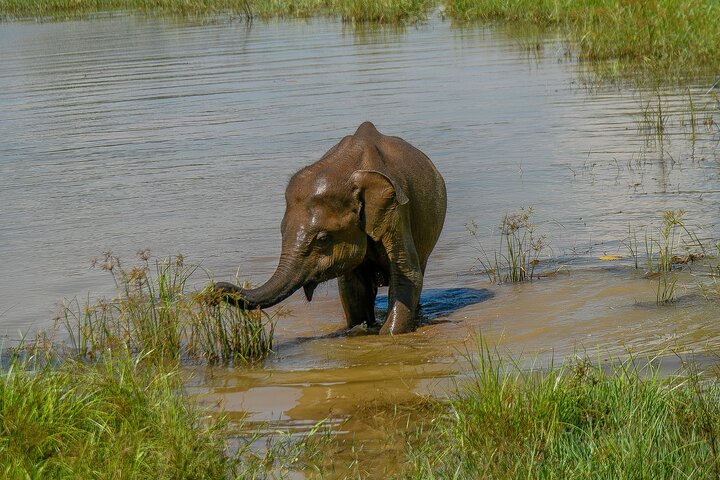 Restauranter i nærheten av Udawalawe National Park