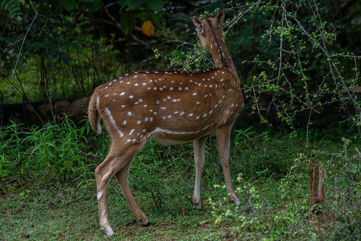 Restauranter i nærheten av Udawalawe National Park