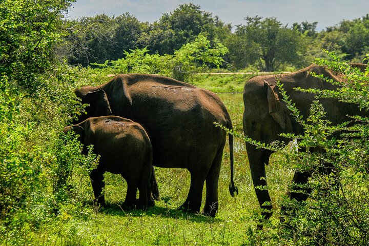 Restauranter i nærheten av Udawalawe National Park
