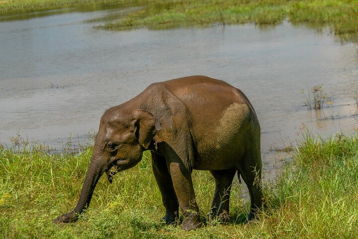Restauranter i nærheten av Udawalawe National Park