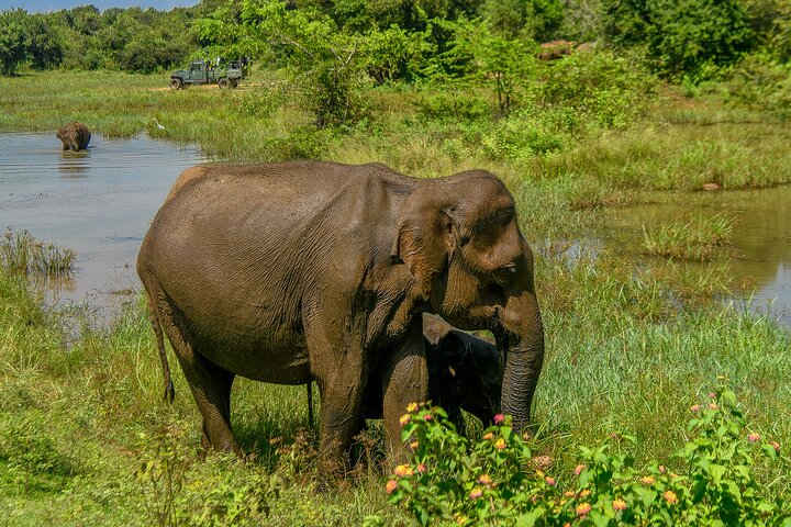 Restauranter i nærheten av Udawalawe National Park