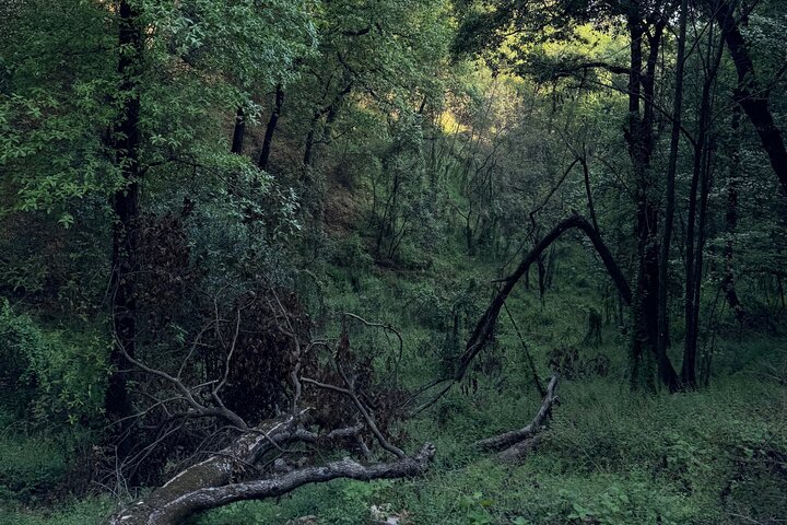 Parco Naturale Chipinque - Mattina / Pomeriggio a piedi (Gruppo / Privato)