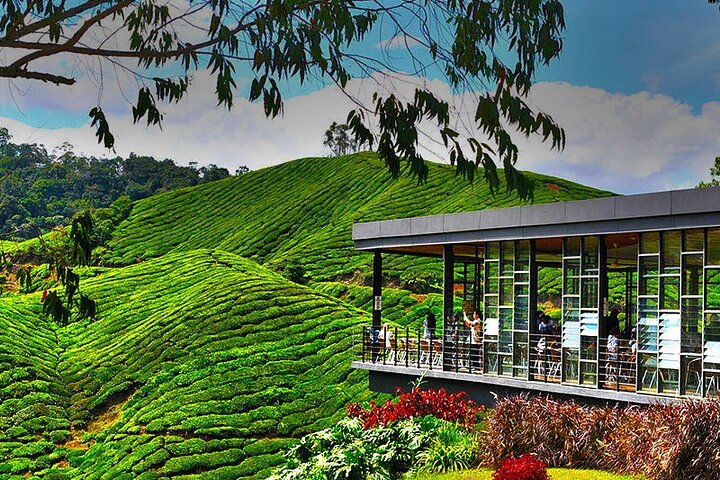 Excursion d'une journée à Cameron Highlands au départ d'Ipoh avec déjeuner et forêt moussue