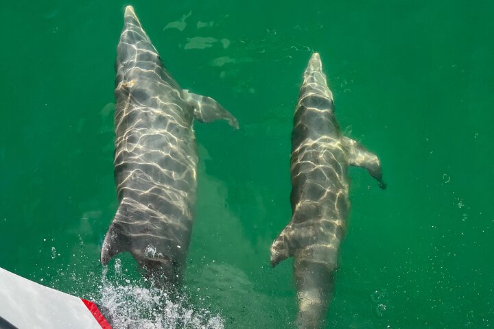 Hoteller i nærheten av BIG FUN Dolphin Cruise & Sealife