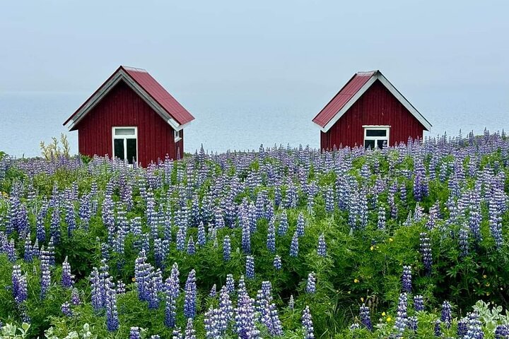 Tour desde Djúpivogur : Stokksnes-Vestrahorn-Höfn (Mittagessen) - Aussichtspunkt