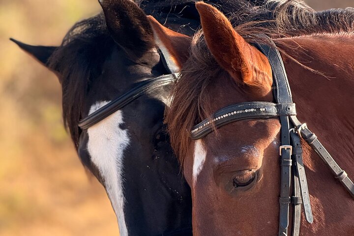 Paseos a caballo en Essaouira - Essaouira HorseRiding