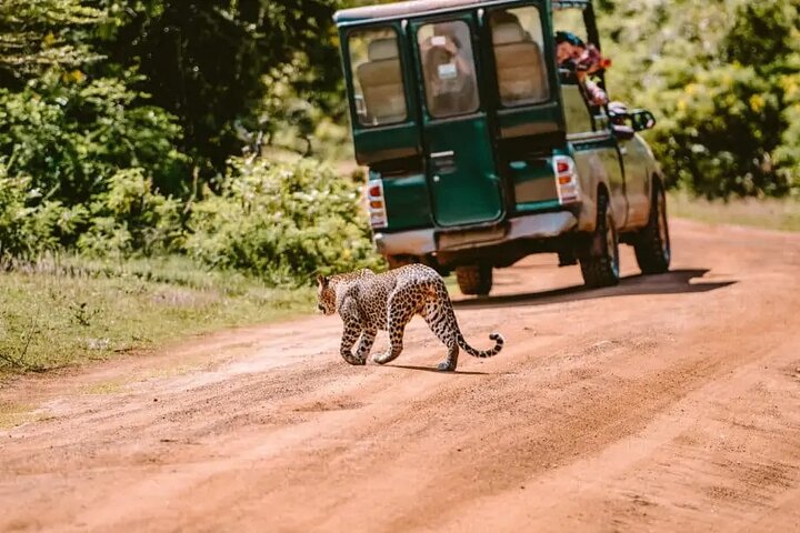Vanuit Ella: Shuttle naar Tangalle/Mirissa/Galle met Yala Safari Tour