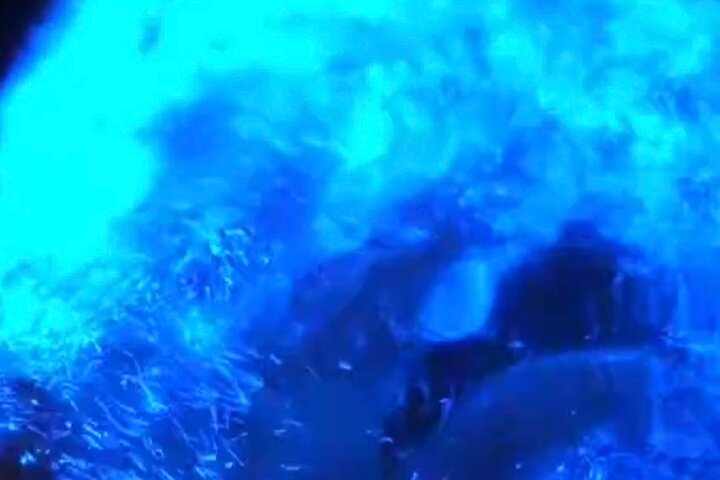 Florida Bioluminescentie Kajaktocht (Titusville)