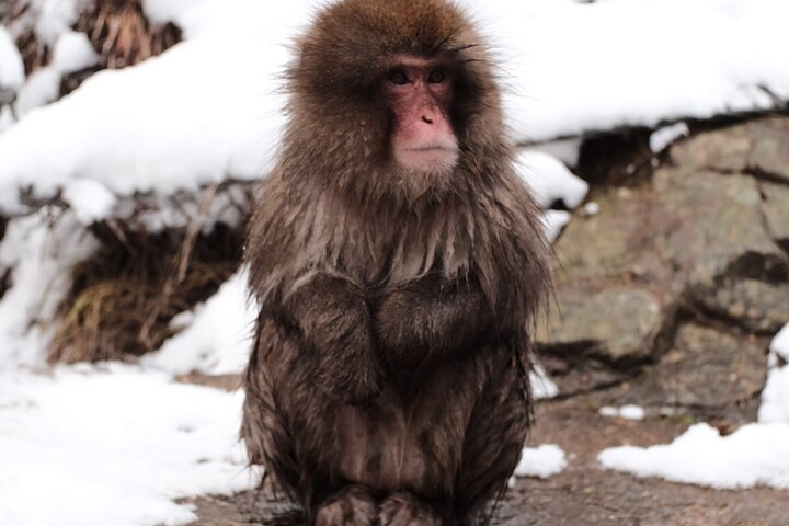 Nagano Snow Monkeys - Privat halvdagstur