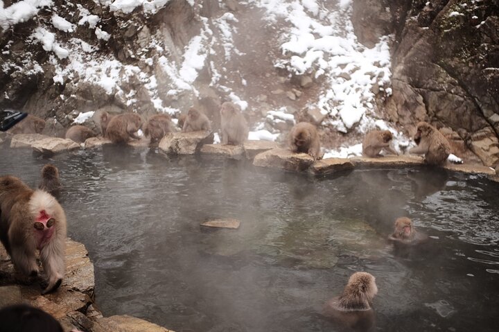 Visite privée du singe des neiges et du sanctuaire de Togakushi
