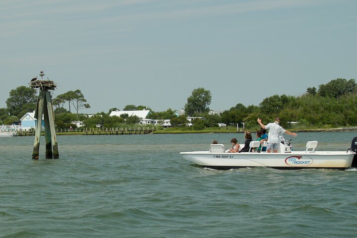 1 hora de festa privada Assateague Island Pony Cruise em Ocean City