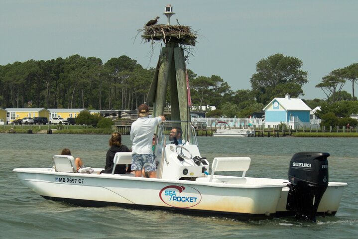 1 hora de festa privada Assateague Island Pony Cruise em Ocean City