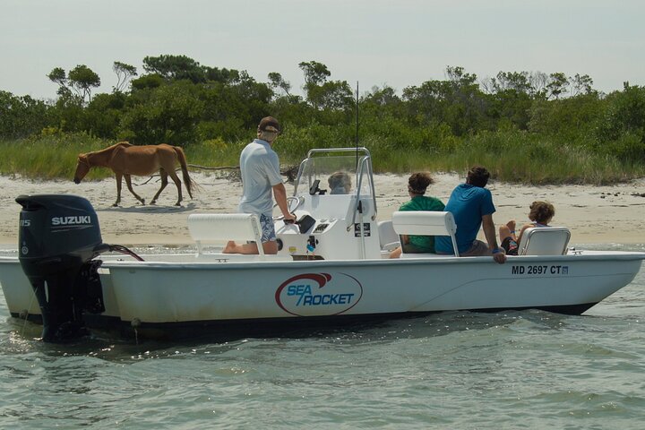 1 hora de festa privada Assateague Island Pony Cruise em Ocean City