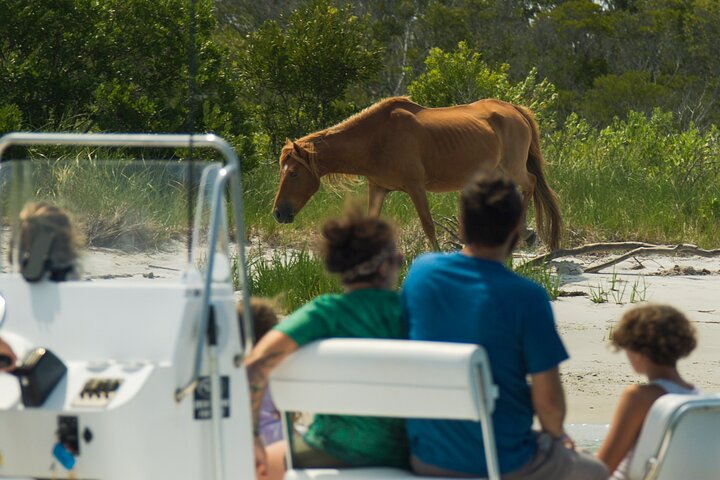 1 hora de festa privada Assateague Island Pony Cruise em Ocean City