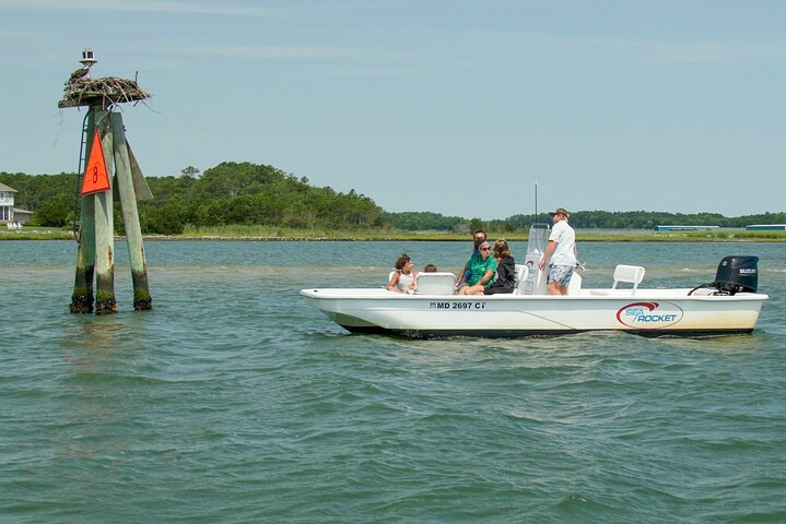 1 hora de festa privada Assateague Island Pony Cruise em Ocean City