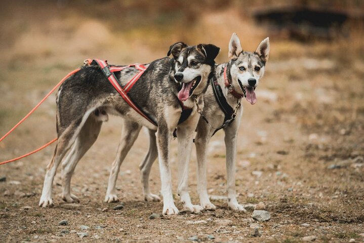 Middernachtzon en herfst noorderlicht Husky Cart Tour