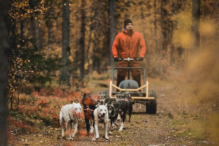 Middernachtzon en herfst noorderlicht Husky Cart Tour