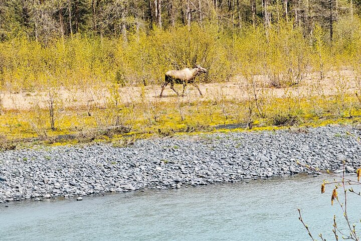 Tour privado en crucero por Seward con parque nacional y AWCC