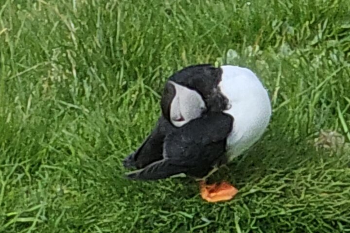Eyjascooter Puffin Tour in IJsland