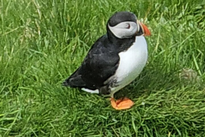 Eyjascooter Puffin Tour in IJsland