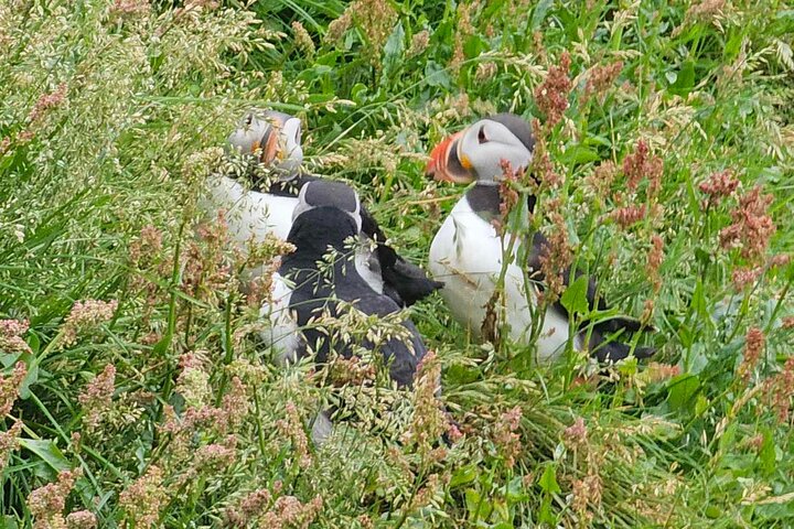 Eyjascooter Puffin Tour in IJsland