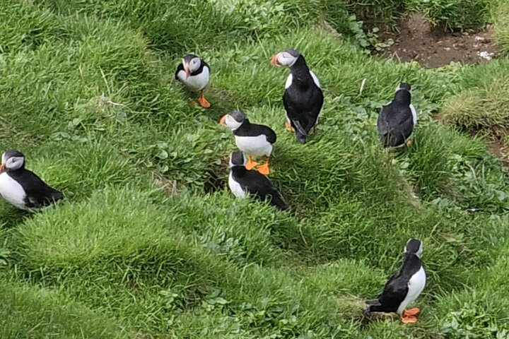 Eyjascooter Puffin Tour in IJsland