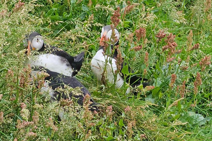 Eyjascooter Puffin Tour in IJsland