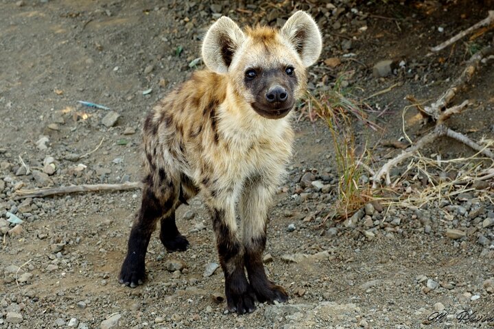 Hluhluwe-iMfolozi Park: Privat grupp hel dagssafari