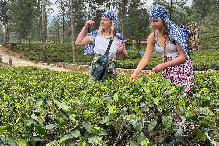 Nuwara Eliya Theeplukken en Proe-tochten Watervaltochten