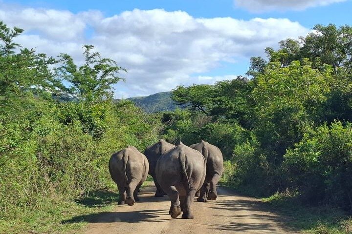 Hluhluwe-iMfolozi Park: Privat grupp hel dagssafari