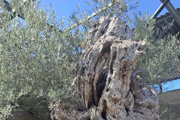 Kournas Lake Argiroupolis en olijfoliefabriek uit Rethymno