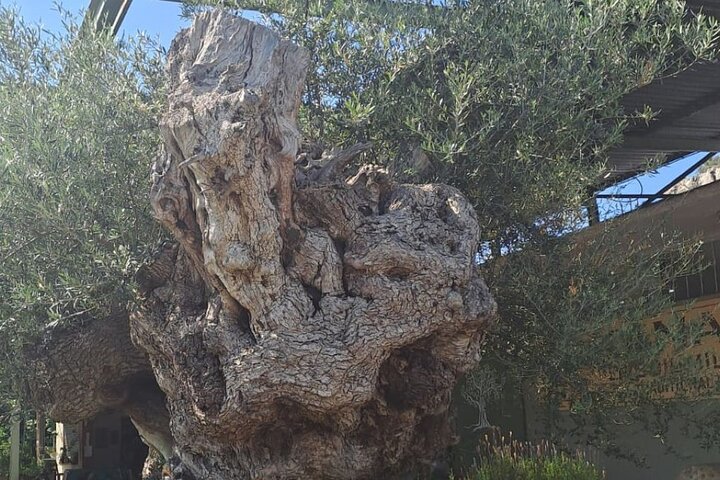 Kournas Lake Argiroupolis en olijfoliefabriek uit Rethymno