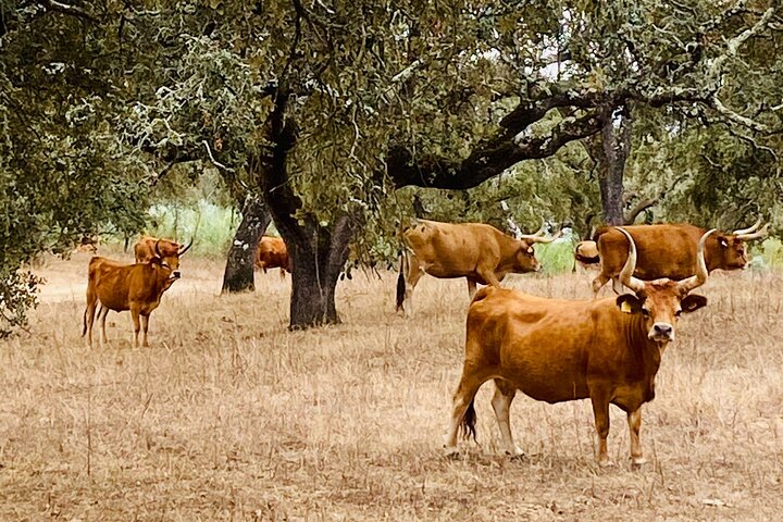 Visite de la fabrique de bouchons et du domaine de l'Alentejo avec déjeuner