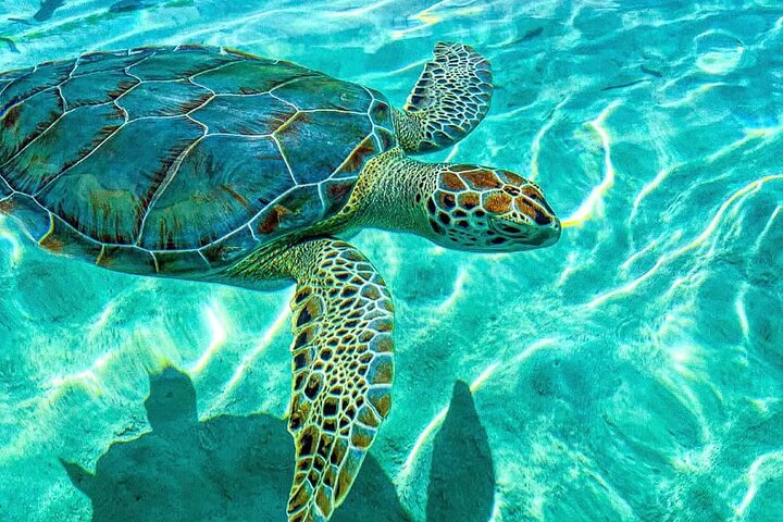 3 islands Tour with snorkelling ,Pigs, Turtles & beach club lunch
