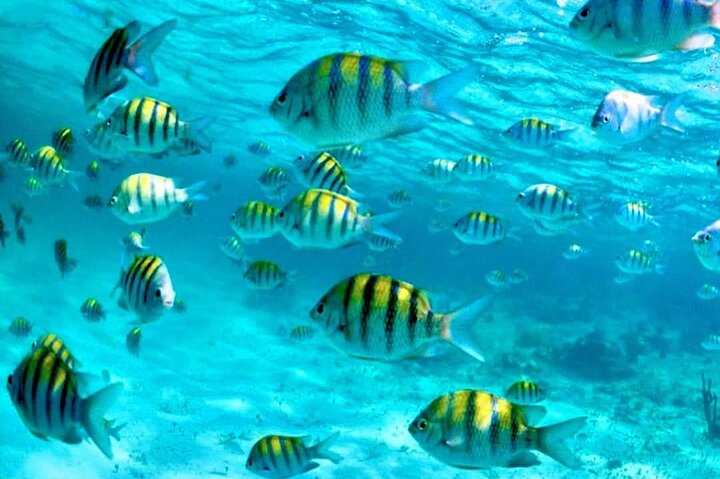 3 islands Tour with snorkelling ,Pigs, Turtles & beach club lunch
