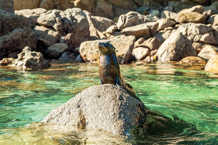 Hele dag Abel Tasman National Park Wandeltocht met Cruise