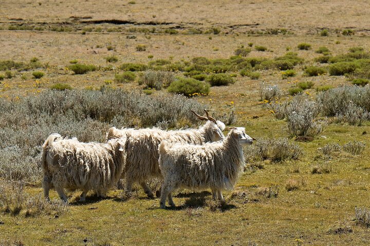 Sani Pass and Lesotho Day Tour from Underberg