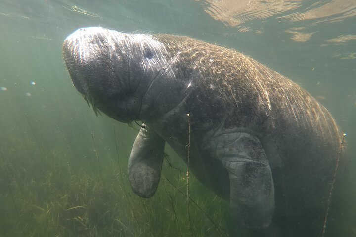 Klassische Crystal River Manatee Schwimmtour mit kostenlosen Fotos