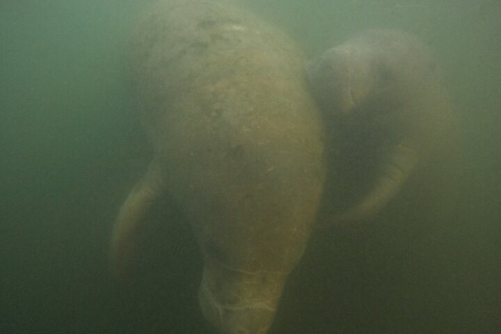 Klassische Crystal River Manatee Schwimmtour mit kostenlosen Fotos