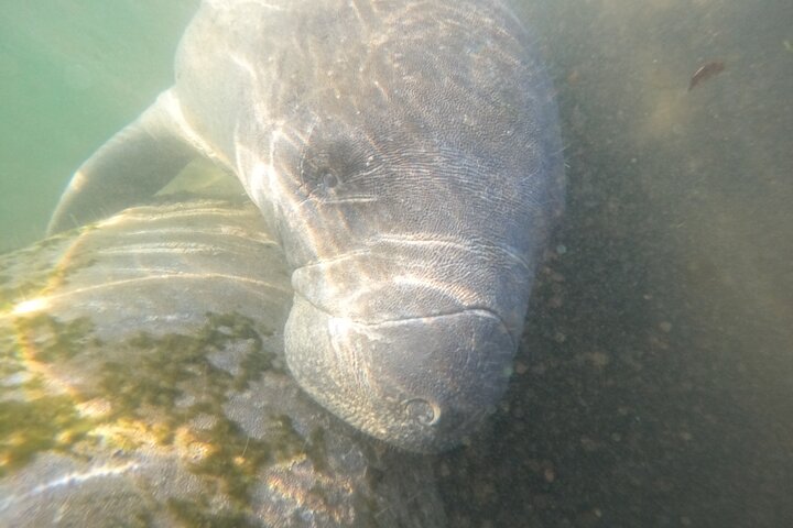 Klassische Crystal River Manatee Schwimmtour mit kostenlosen Fotos