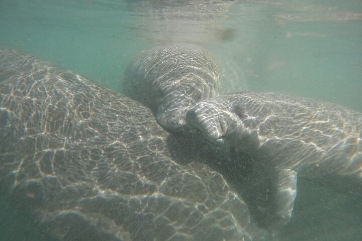 Klassische Crystal River Manatee Schwimmtour mit kostenlosen Fotos