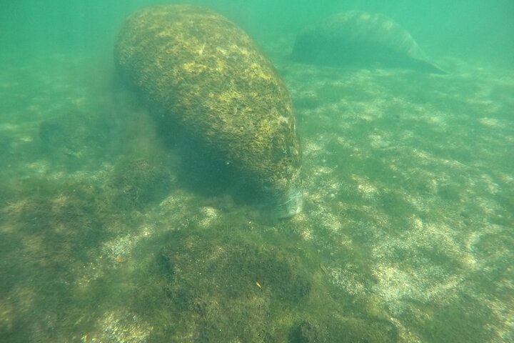 Klassische Crystal River Manatee Schwimmtour mit kostenlosen Fotos