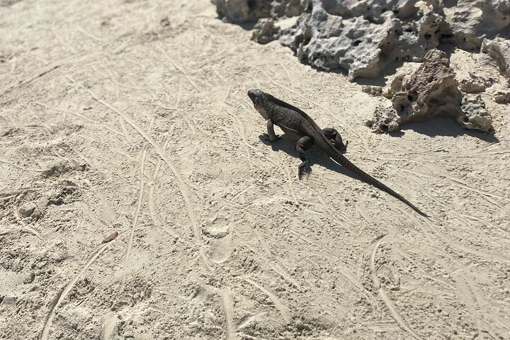 Gran Exuma: Tour en barco privado de saltos de isla con cerdos nadadores
