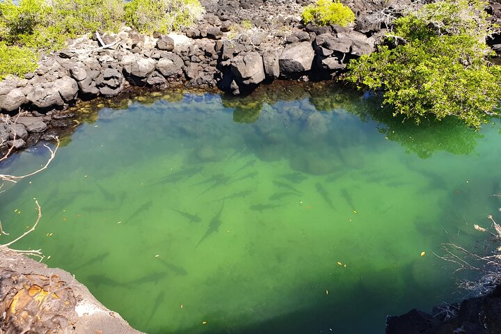 Hele dag Santa Cruz Ranch en Lava Tunnels Tour van Bahia