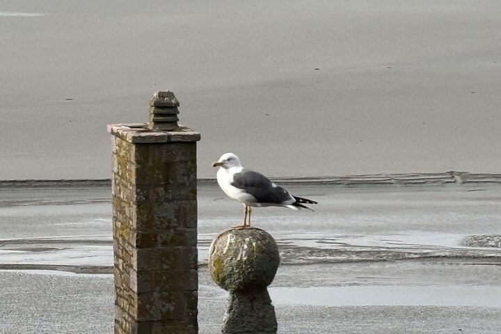 Een begeleide wandeltocht van 2 uur door het dorp Mont Saint Michel.