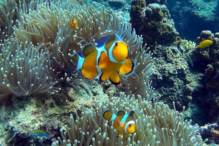 Phi Phi Early Bird & 4 Islands - Tagestour mit dem Schnellboot von Krabi