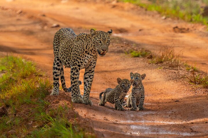 Yala Nationalpark Safari Touren - Halbtages- & Ganztagesausflüge